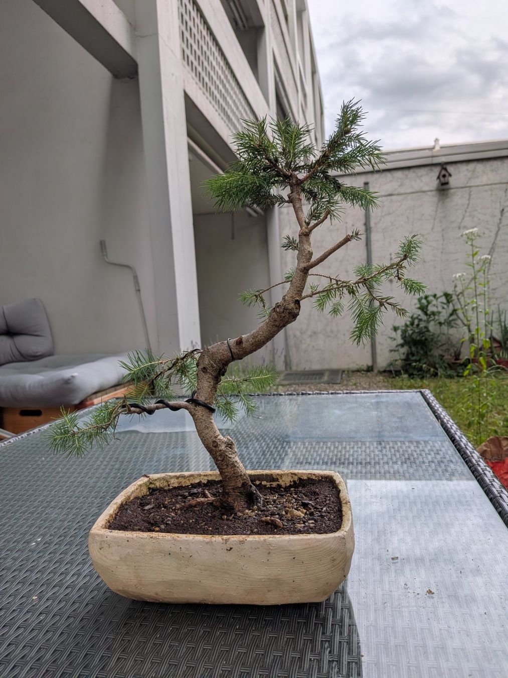 Piante & sementi: Bonsai Tannenbaum – Usato da Bern venduto da Hydrom