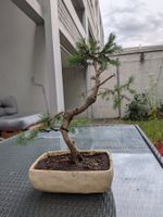 Bonsai Tannenbaum