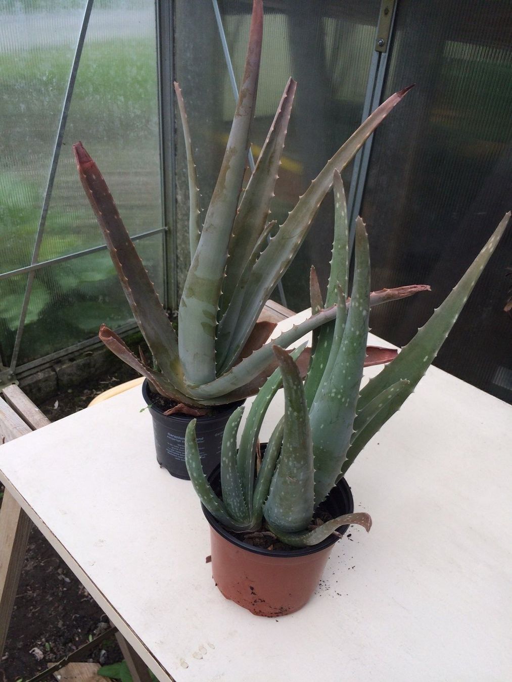 Piante & sementi: Aloe vera – Nuovo (secondo la descrizione) da Vinelz venduto da Wellensittich55 5