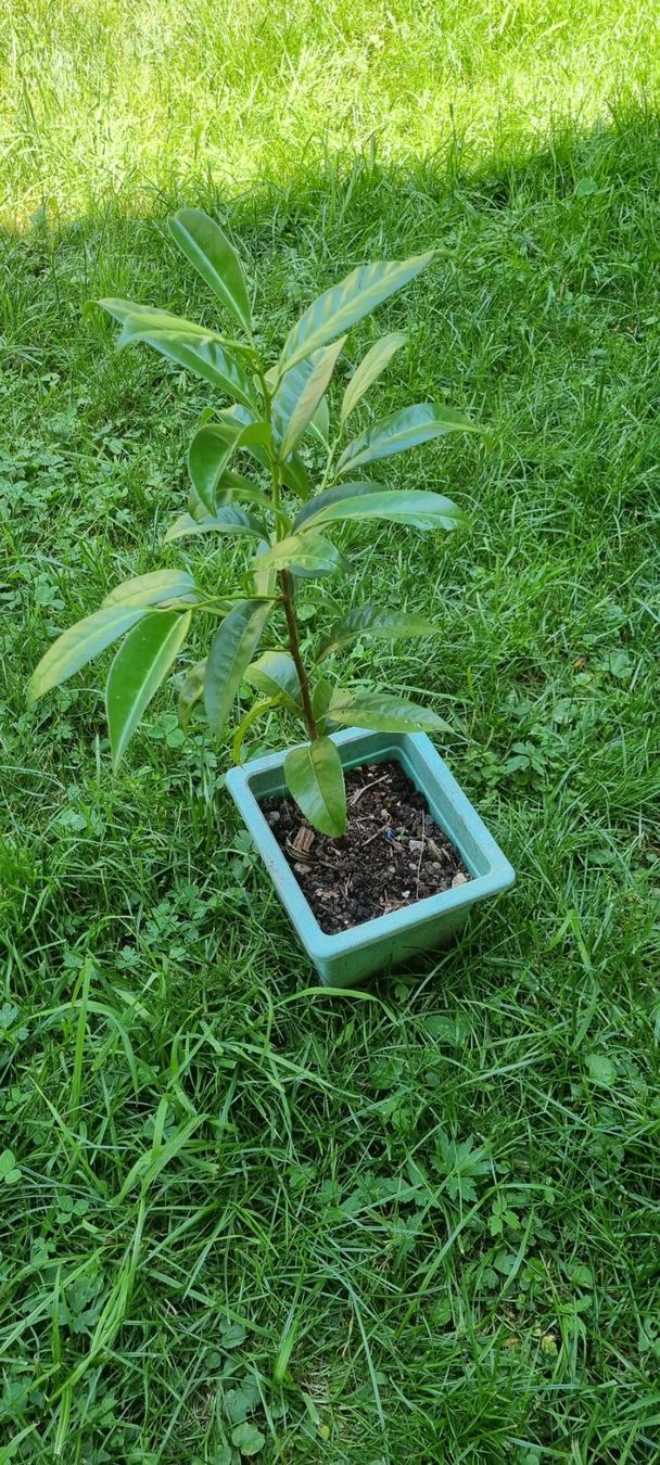 Plantes & graines: Lorbeerbaum junger Baum im Topf gute Pflege – D'occasion à egliswil par Maggy6 1