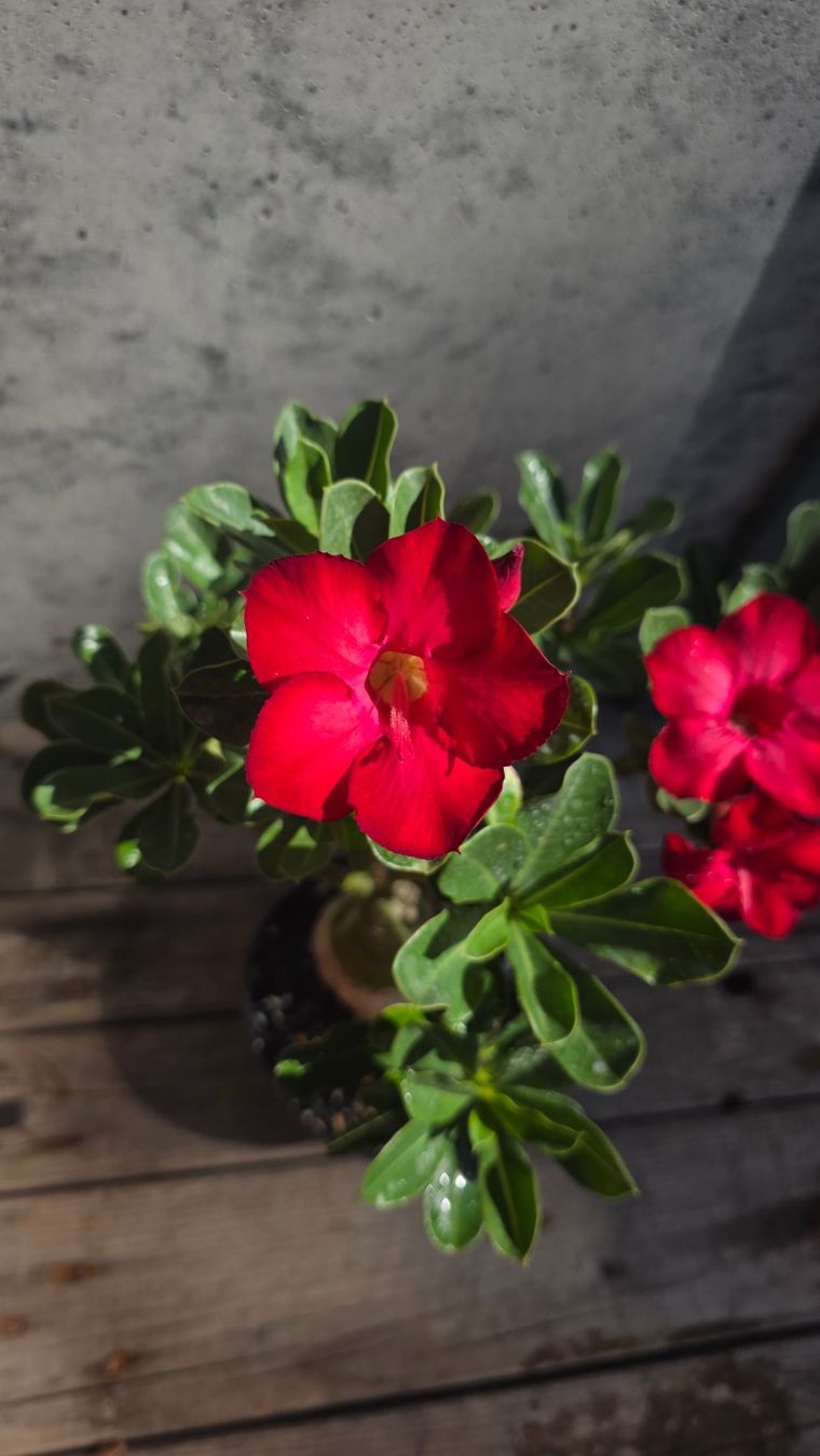 Piante & sementi: Adenium Obesum Rot / Wüstenrose – Nuovo (secondo la descrizione) da St.Erhard venduto da Plumilandschweiz 6