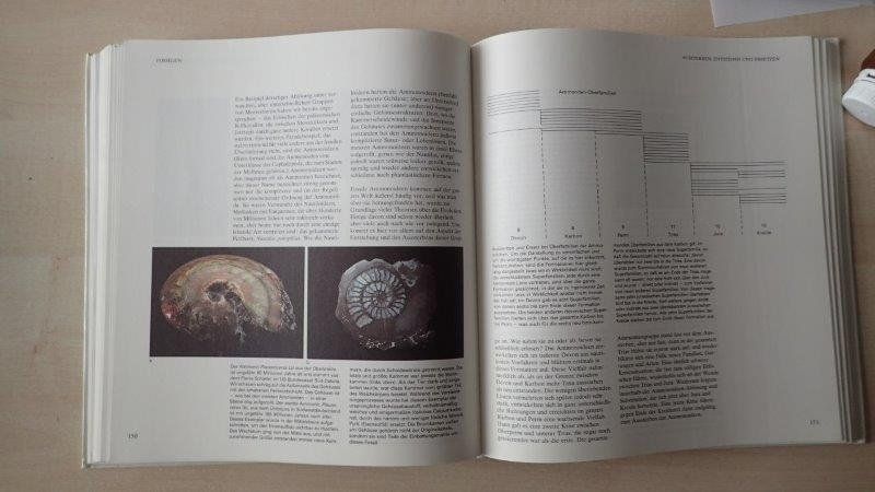 Bücher: Fossilien  Buch – Gebraucht aus Rickenbach BL von Oktober68 1