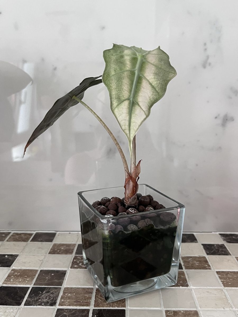 Piante & sementi: Alocasia Polly Pink variegata  – Usato da Lugano venduto da The_Botanists