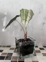 Alocasia Polly Pink variegata 
