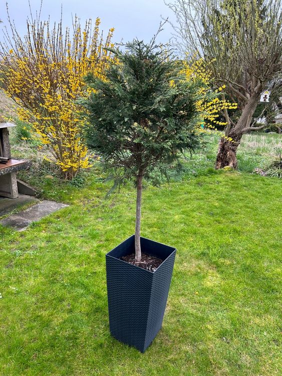 Bäumchen Scheinzypresse Wacholder im Topf 190cm hoch Kaufen auf Ricardo