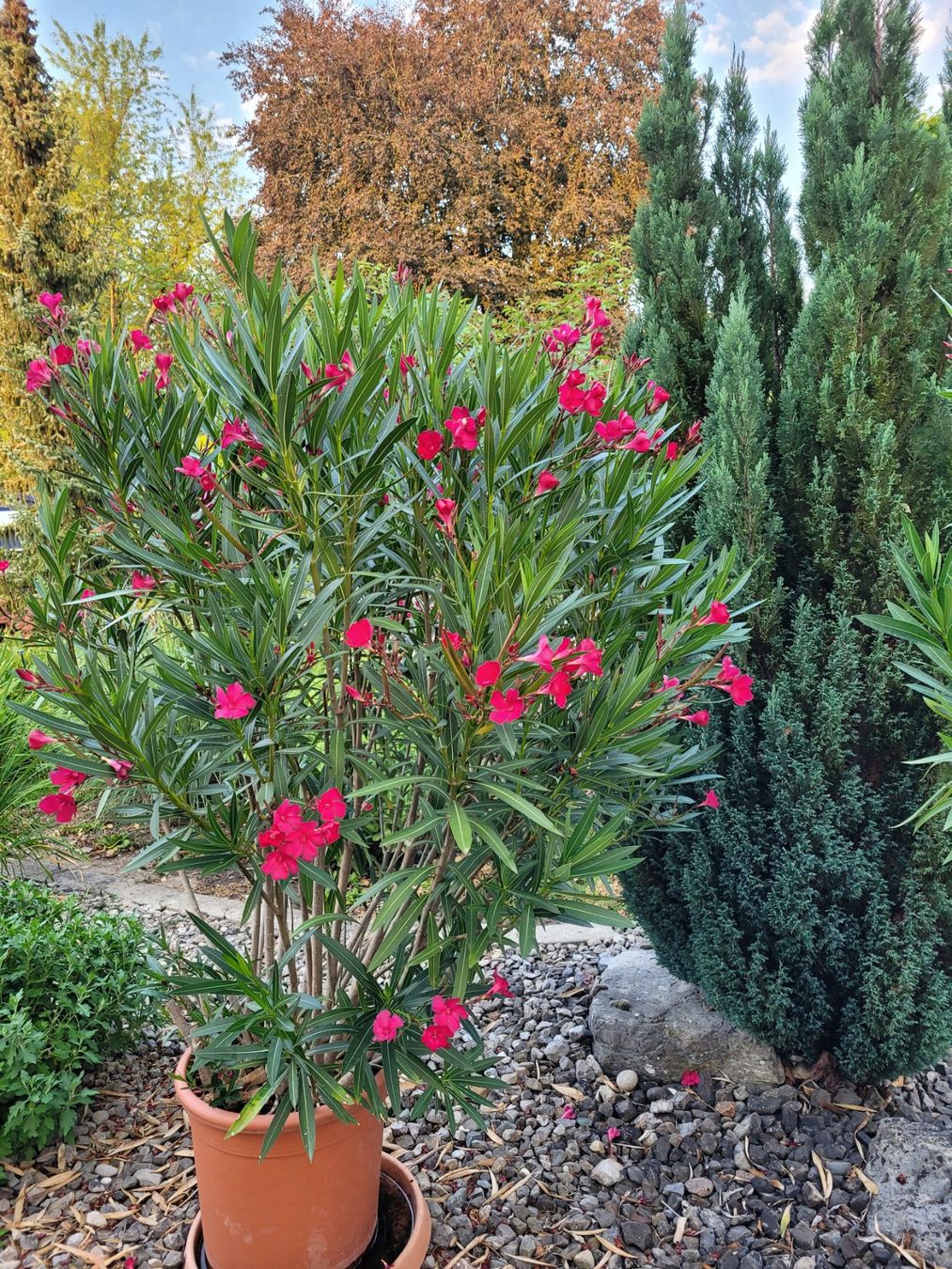 Plantes & graines: kräftiger Oleander 180cm – D'occasion à Aarberg par belaija