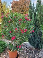 schöner grosser Oleander 180cm
