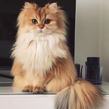 Profile image of LeonoraNuredini