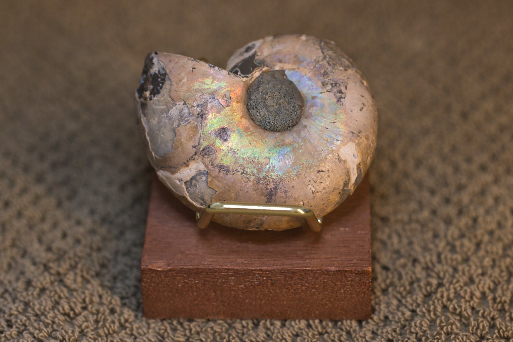 Fossili: Ammonite Half-Section · Rare Unfilled Septa – Usato da Zürich venduto da mau_8fvw 2