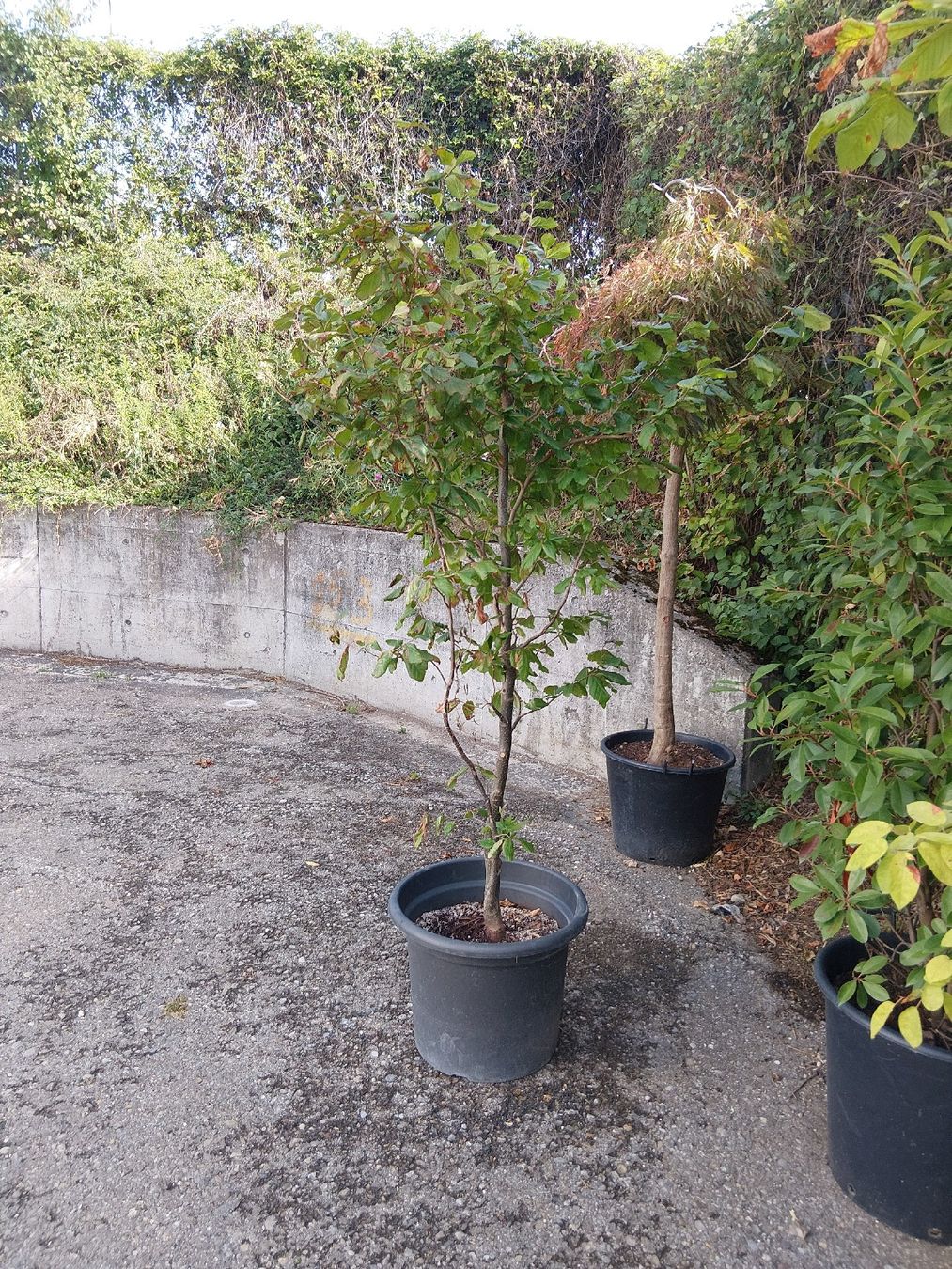 Plantes & graines: 3 Fagus zuverkaufen – D'occasion à Buchs ZH par Fabian8107 2