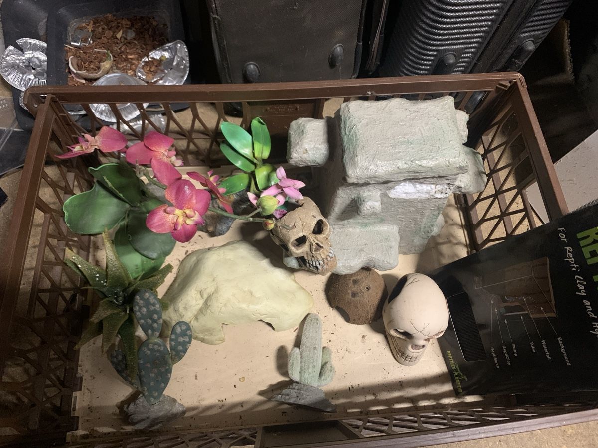 Toutes les décorations: Terrarium Zubehör – D'occasion à Opfikon par Safside