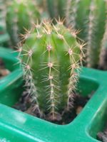 Trichocereus scopulicola x peruvianus