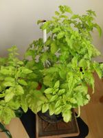 Samen Tomaten Microdwarf Groovy Tunes 10Stk.