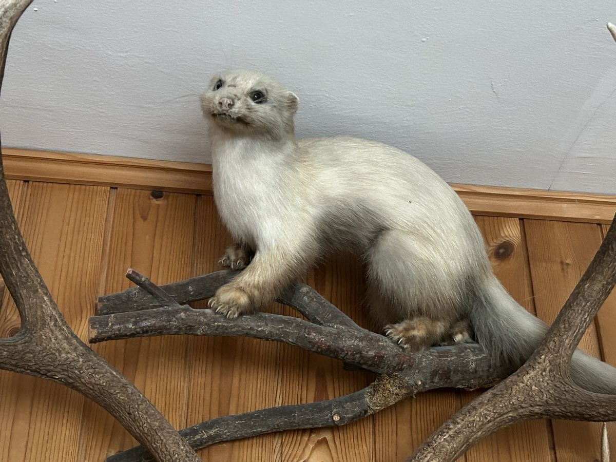 Il mondo degli animali: Trophäe Marder ausgestopft – Usato da Davos Platz venduto da cilgia08