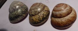 ASPERITAS TROCHUS POLYMORHA-3 MUSCHELN BESTE FARBEN; GROSS;