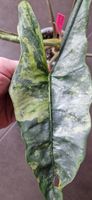 🤩Alocasia Heterophylla Metallic Blue Variegata Rhizom