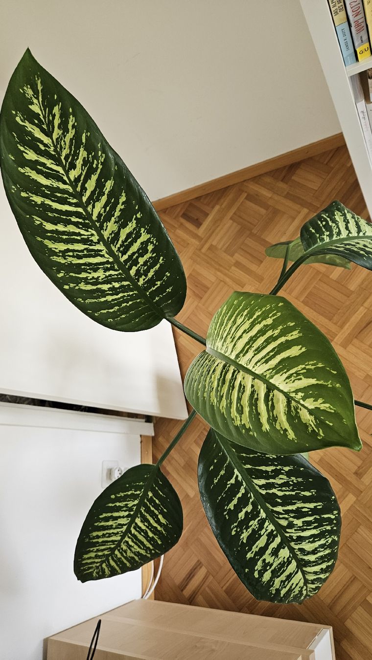 Piante & sementi: Zimmerpflanze "Dieffenbachia" – Usato da Emmenbrücke venduto da L_W 5