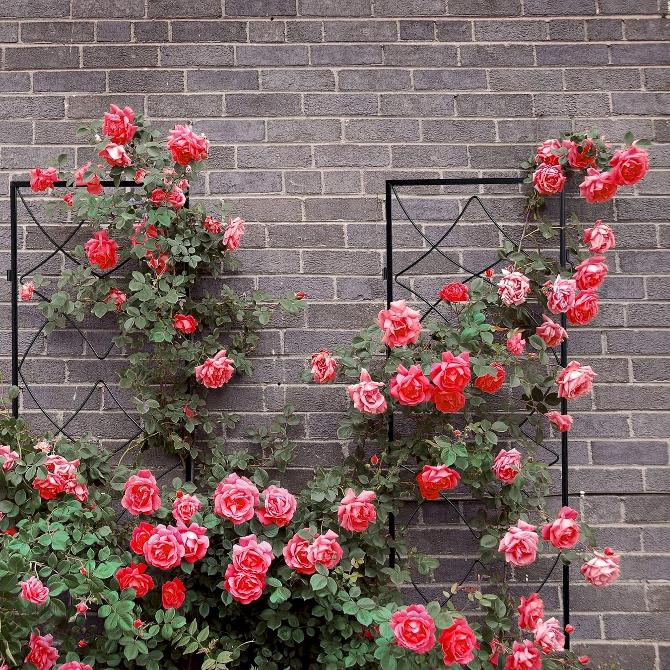 Altre Decorazioni per giardino: 9x Rankgitter 122x31x1cm – Nuovo e nell'imballaggio originale da Bottighofen venduto da zaap 4