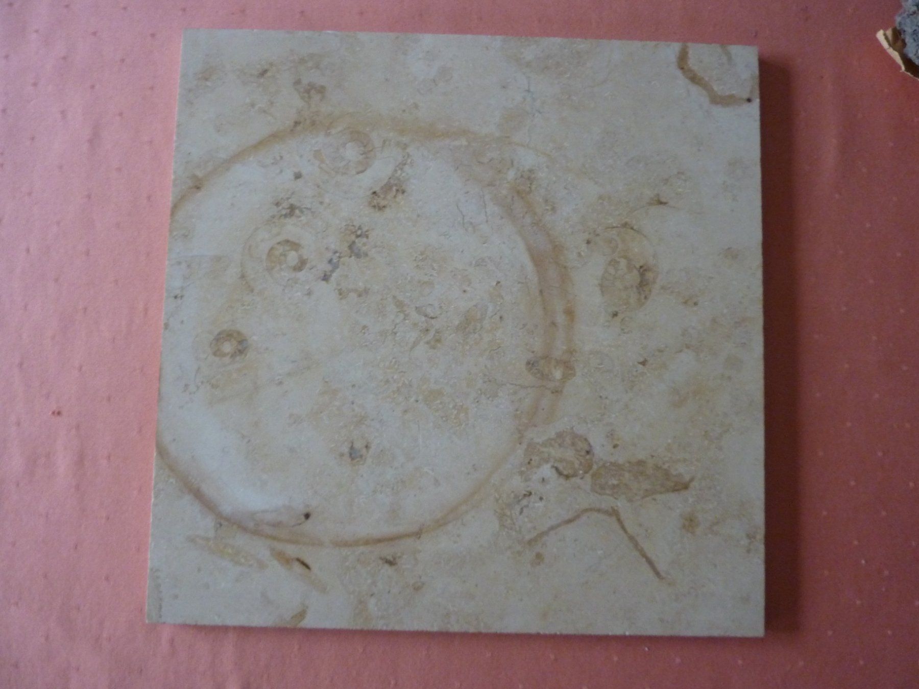 Fossili: Kalksteinplatte mit Ammoniten – Usato da Triengen venduto da Nussbaum14 8