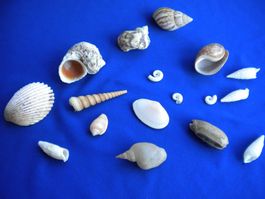 Muschelsammlung mehr ( 15 Stk)