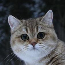 Profile image of gri_hgf6