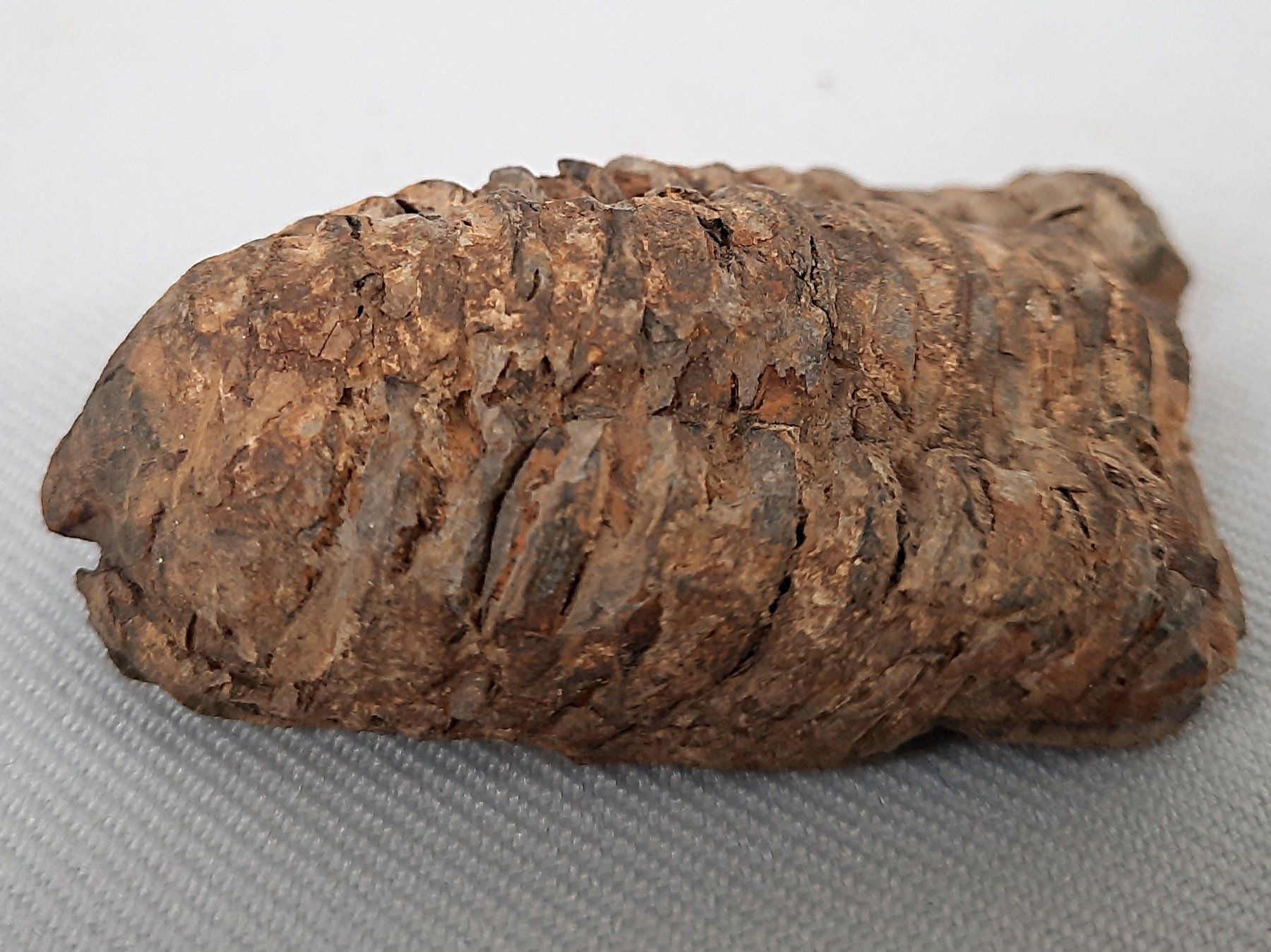 Fossili: 3 Fossile Trilobiten – Usato da Beinwil am See venduto da Restwert_Beinwil 4