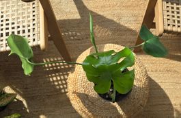 Baby-Monstera (ca. 30cm)