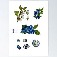 A4 Frucht Druck Print von Handgemalte Botanische Blaubeere