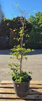 Hainbuche (Carpinus betulus) – ca. 2 m hoch