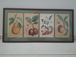 Botanisches Wandbild Früchte Vintage 69x33 cm