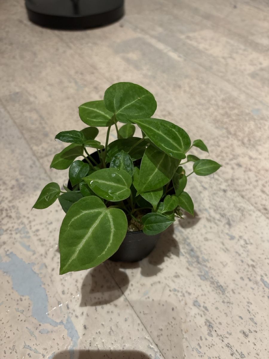 Piante & sementi: Anthurium Hybrid – Usato da Niederbüren venduto da Monde09
