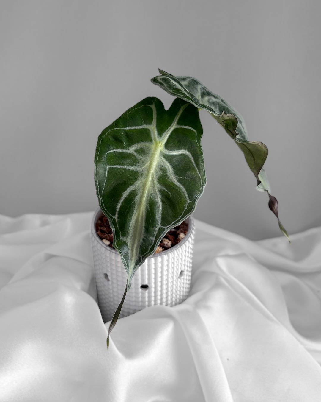 Piante & sementi: Alocasia Venom – Nuovo (secondo la descrizione) da Seuzach venduto da animaplants 1