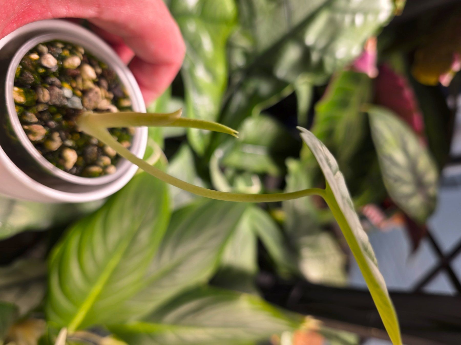 Piante & sementi: Alocasia Silver Dragon – Usato da Winterthur venduto da jar_w2vp 1