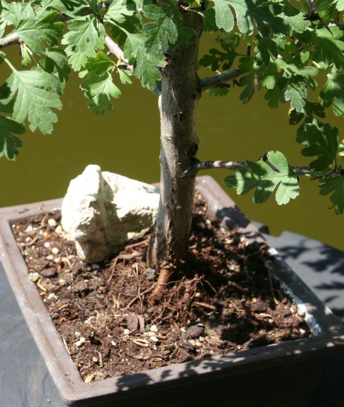 Pflanzen & Samen: BONSAI  -  Eingriffiger Weissdorn – Gebraucht aus Gretzenbach von Sikim 2