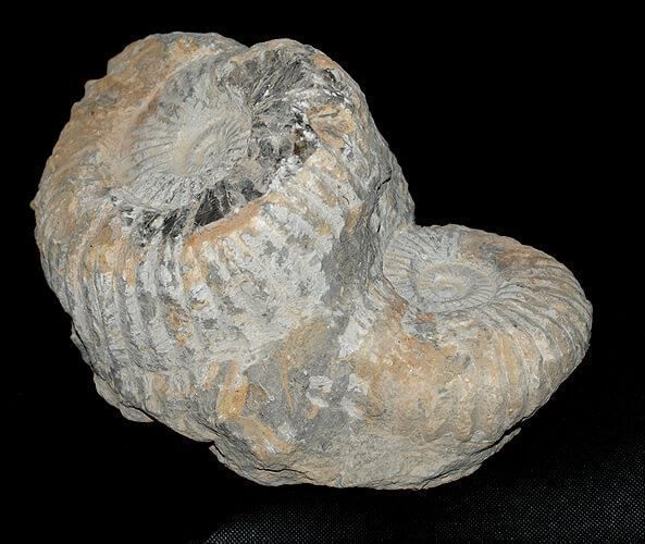 Ammoniten Gruppe 5