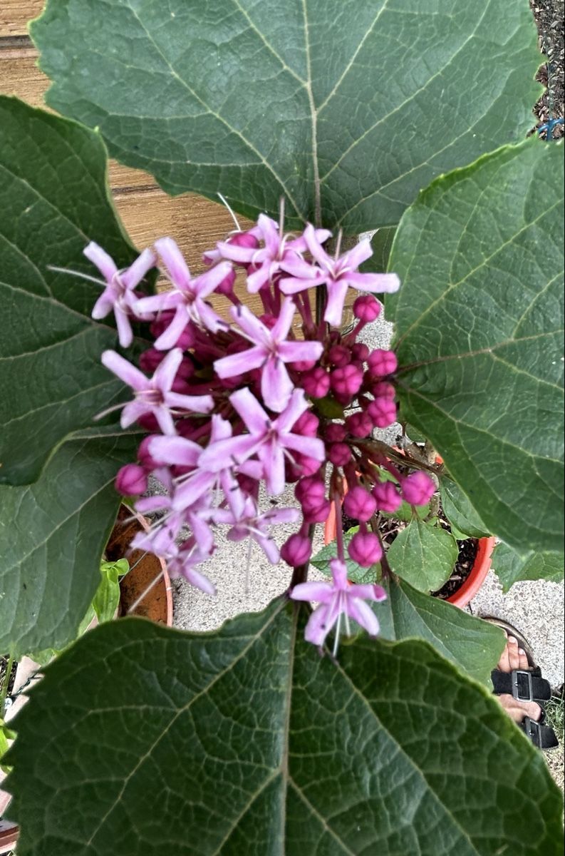 Piante & sementi: Losbaum, Clerodendrum bungei blühend, im Topf – Usato da Kirchleerau venduto da Moritz15A 2
