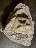Fossil Seeigel im Stein – Einzigartiges Sammlerstück!