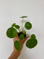 Pilea peperomioides plant - Chinese Money Plant 🌱💰!