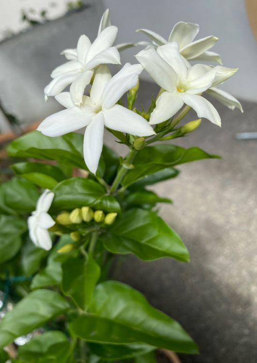 Jasminum sambac Indien Arabischer Jasmin Pflanzen Blumen (Gebraucht) in  Dottikon fr CHF 44  nur Abholung auf Ricardo kaufen