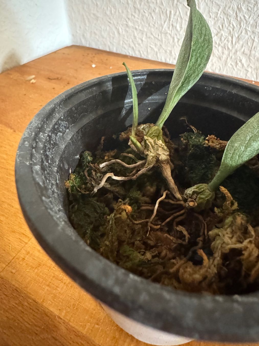Plantes & graines: Bulbophyllum roxburghii – D'occasion à Männedorf par mrclst 1