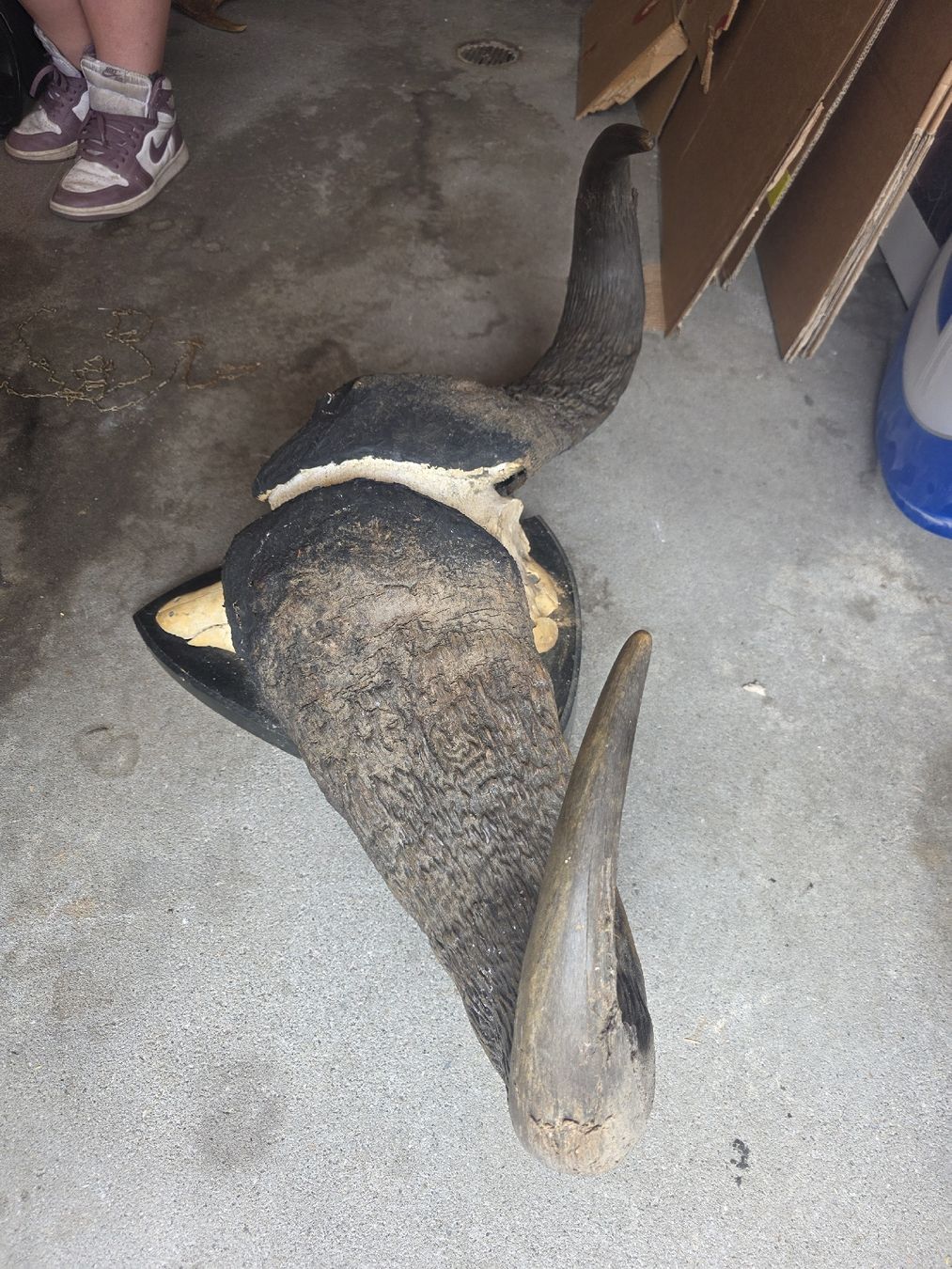Altre raccolte & rarità: Wasserbüffel Schädel – Usato da Hasle LU venduto da Auctions_Hunters 1