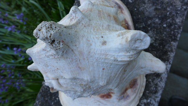 Fossili: Cassis Cornuta. Muschel – Usato da Zürich venduto da inf_gt6t 1
