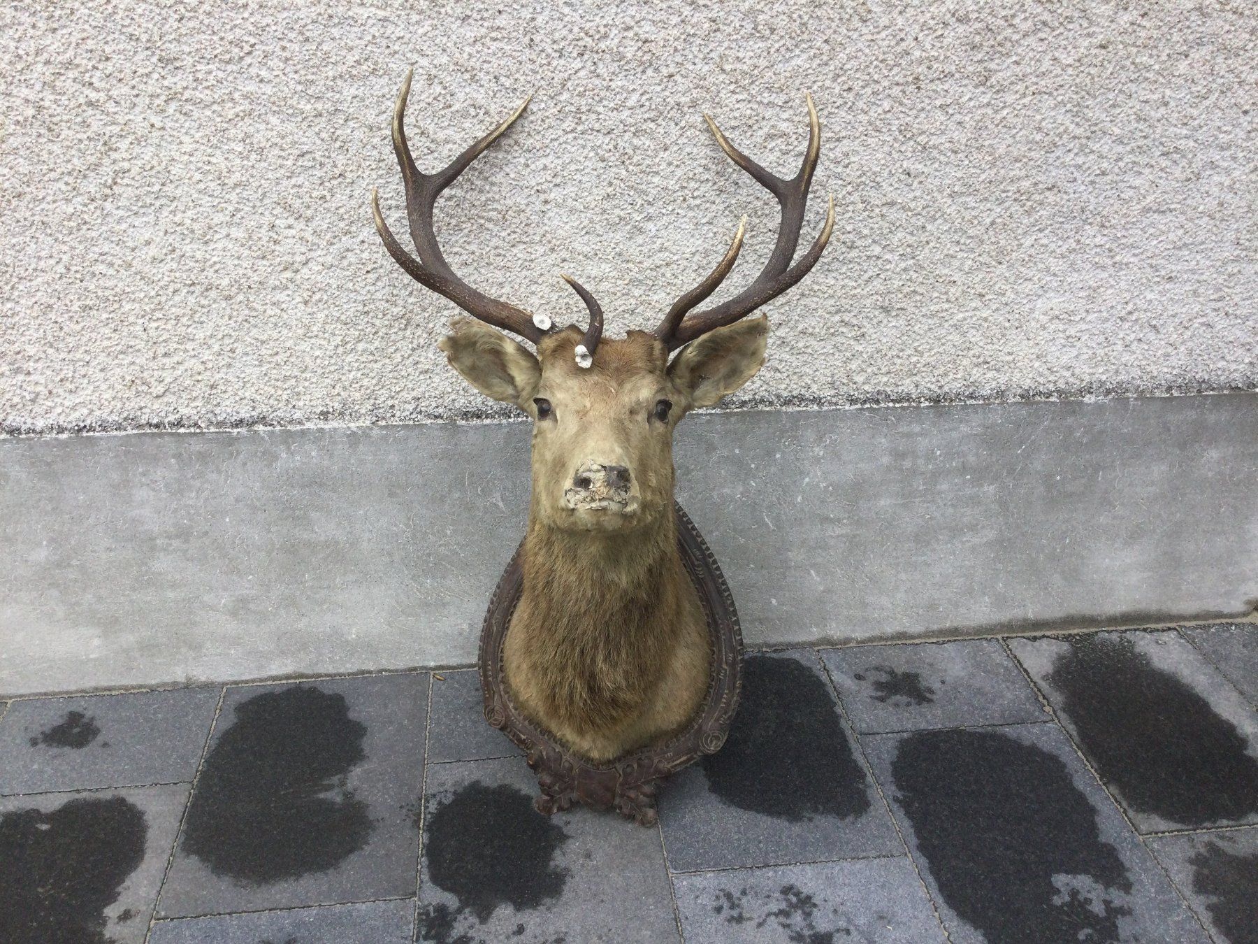 Il mondo degli animali: Antiker defekter ausgestopfter Hirschkopf mit Geweih – Difettoso da Wangen SZ venduto da kuriosum12