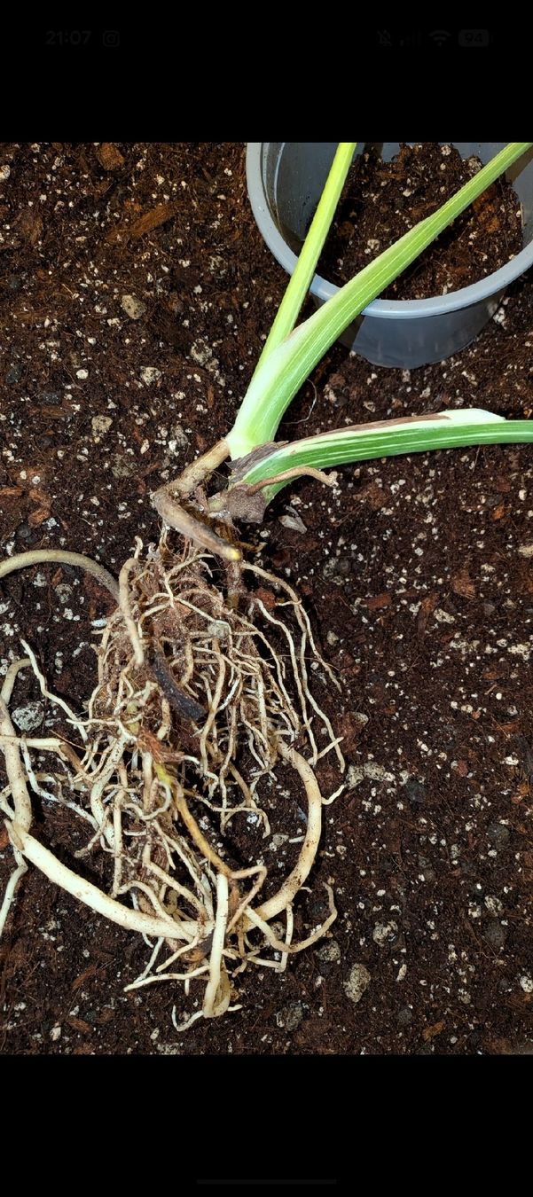 Pflanzen & Samen: bewurzelte Monstera Thai Constellation  Kopfsteckling – Gebraucht aus Altbüron von luc_b7f5 1