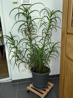 Aloe Pflanze