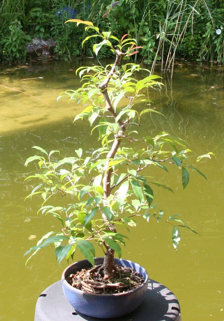 Pflanzen & Samen: BONSAI  -  Kirschmyrte – Gebraucht aus Gretzenbach von Sikim 1
