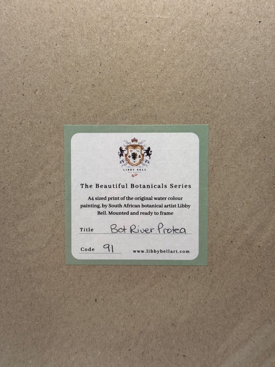 Dipinti: Bot River Protea A4 Botanical Print – Nuovo e nell'imballaggio originale da Zürich venduto da RicardoExplorer 1