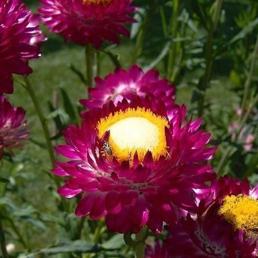 Piante & sementi: 300 Samen Strohblume PURPLE – Nuovo (secondo la descrizione) da Ehrendingen venduto da VerveinaSamen 8