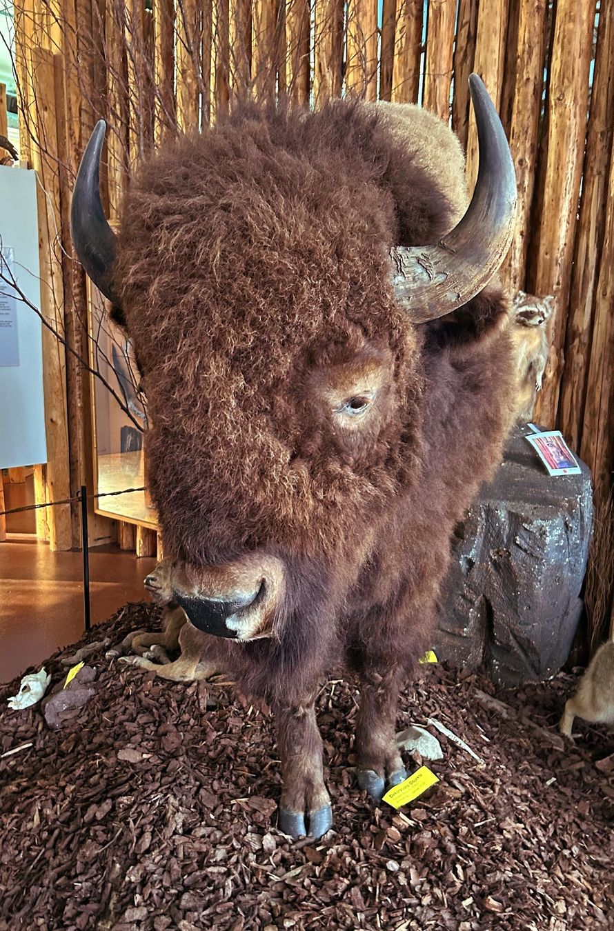 Il mondo degli animali: Grosses Tier – Usato da Bäretswil venduto da robsonantik 2