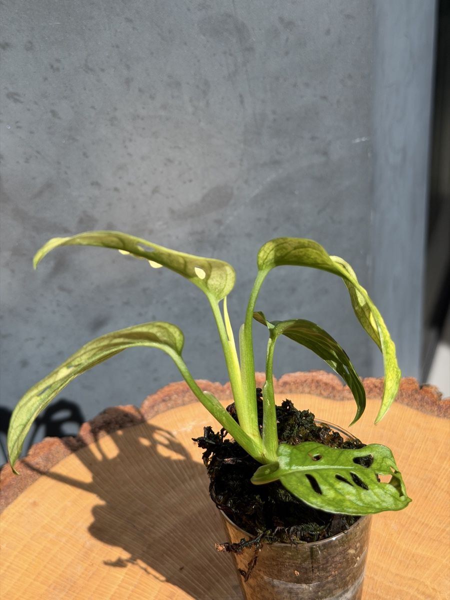 Piante & sementi: Monstera Adansonii Archipelago – Nuovo (secondo la descrizione) da Buchrain venduto da Stetoscop 1